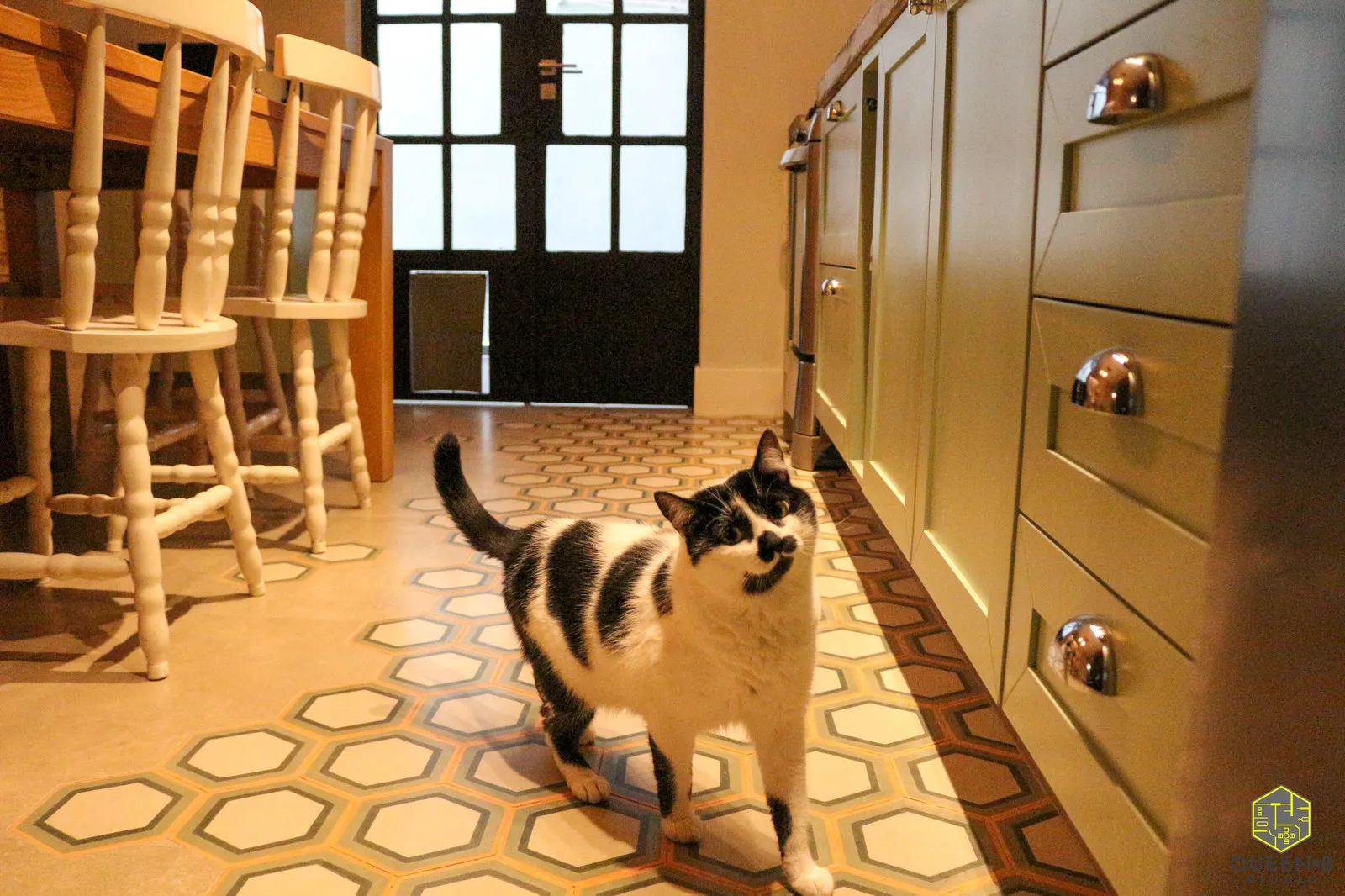 Gato preto e branco sobre o piso de ladrilho hexagonal, marcenaria verde com puxadores cromados e porta de vidro quadriculada ao fundo